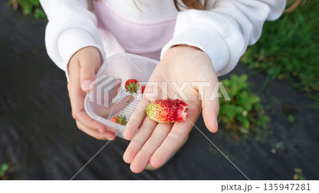 Girl holding a fresh bitten strawberry in her hand outdoors during berry harvest season in a garden. Girl holding a fresh bitten strawberry in her hand outdoors during berry harvest season in a garden. 135947281