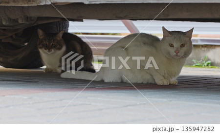 Two Cats Seeks Shelter. Stray animals need shelter and care. Sad cats need an owner. Concept of a shelter for homeless animals, volunteer work, pet adoption 135947282
