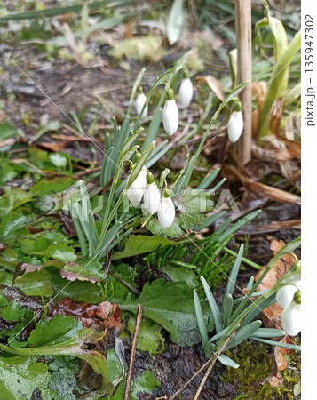 White snowdrop flowers emerging from moist forest ground with green leaves and natural soil background. Image represents early spring renewal, hope and seasonal awakening in nature 135947302