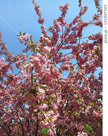 Pink cherry blossom flowers blooming on tree branches against clear blue sky in springtime. Image represents renewal, beauty of nature, harmony and seasonal change Pink cherry blossom flowers blooming on tree branches against clear blue sky in springtime. Image represents renewal, beauty of nature, harmony and seasonal change 135947303