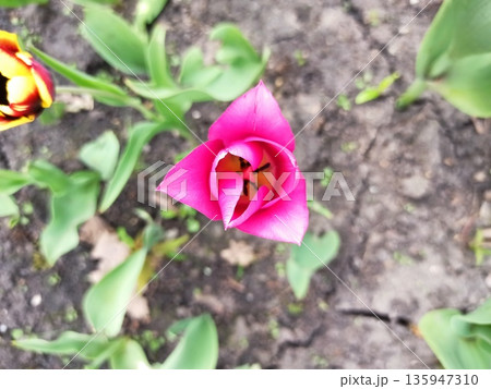 Pink tulip flower blooming in garden soil viewed from above with green leaves around. image represents individuality, spring awakening, growth and natural beauty 135947310