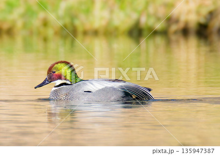 綺麗な水鳥ヨシガモ成鳥の雄 綺麗な水鳥ヨシガモ成鳥の雄 135947387