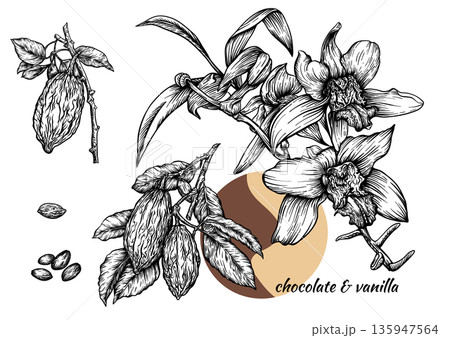 Vanilla orchid and cacao botanical set. Vanilla orchid and cacao botanical set. 135947564