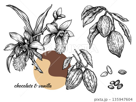 Vanilla orchid and cacao botanical set. Vanilla orchid and cacao botanical set. 135947604