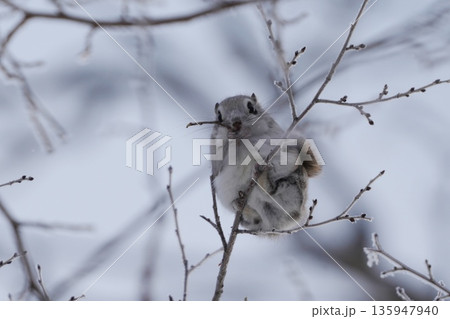 木の芽を食べる冬のエゾモモンガ 135947940