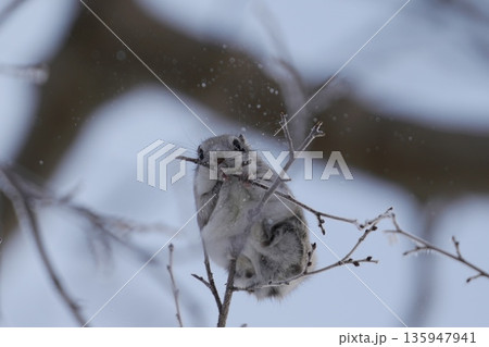 木の芽を食べる冬のエゾモモンガ 135947941