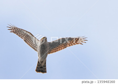 冬空を飛行するハイタカ若鳥 冬空を飛行するハイタカ若鳥 135948160