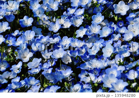 国営ひたち海浜公園のネモフィラ畑 135948280