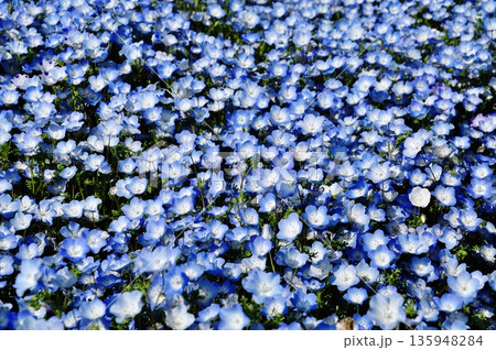 国営ひたち海浜公園のネモフィラ畑 135948284