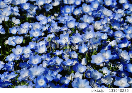 国営ひたち海浜公園のネモフィラ畑 135948286