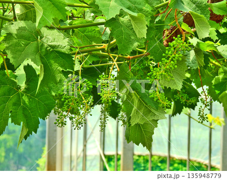 秋の味覚ブドウ棚に実る緑の幼果 135948779