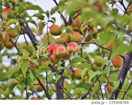 梅干しやシロップに加工する色づいた収穫の前の梅の実 135948784