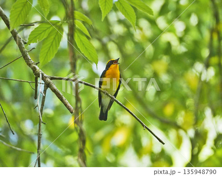 木の枝にとまって囀る黄色と黒の美しい夏鳥キビタキ 木の枝にとまって囀る黄色と黒の美しい夏鳥キビタキ 135948790