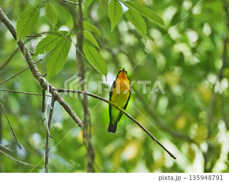 木の枝にとまって囀る黄色と黒の美しい夏鳥キビタキ 木の枝にとまって囀る黄色と黒の美しい夏鳥キビタキ 135948791