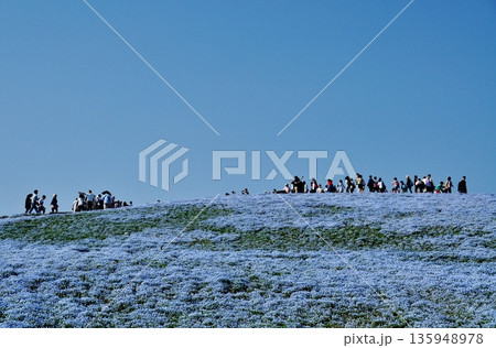 満開のネモフィラが広がる国営ひたち海浜公園の丘 135948978