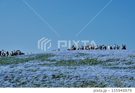 満開のネモフィラが広がる国営ひたち海浜公園の丘 135948979