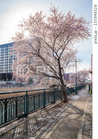 冬の納屋橋、満開の四季桜〈愛知県名古屋市〉 135949329