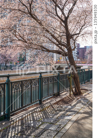 冬の納屋橋、満開の四季桜〈愛知県名古屋市〉 135949330