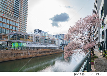 冬の納屋橋、満開の四季桜〈愛知県名古屋市〉 冬の納屋橋、満開の四季桜〈愛知県名古屋市〉 135949335