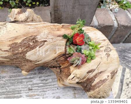 自然木に植えられた多肉植物は、ナチュラルで温かみのある空間を演出してくれます。 135949401