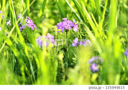 桜草公園 135949615