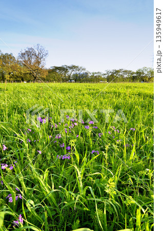 桜草公園 135949617