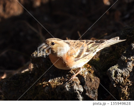 小根山野鳥の森で撮ったアトリ 小根山野鳥の森で撮ったアトリ 135949628