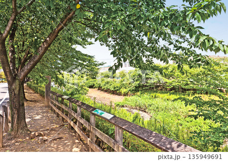 笹目川の桜並木（戸田市） 135949691