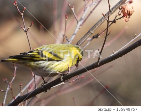 小根山野鳥の森で撮ったマヒワ 135949757