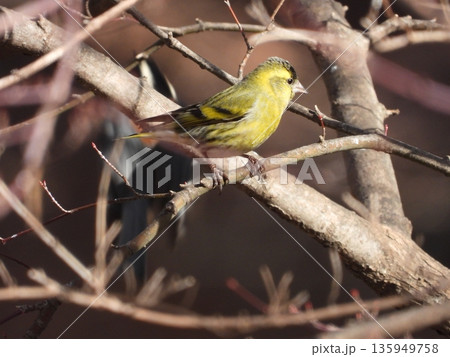 小根山野鳥の森で撮ったマヒワ 135949758
