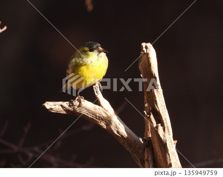 小根山野鳥の森で撮ったマヒワ 135949759