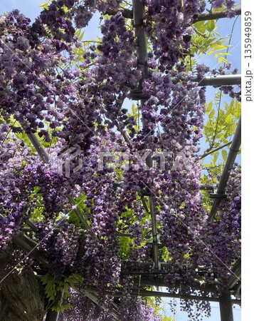 ヤエ藤の花のある風景 ヤエ藤の花のある風景 135949859