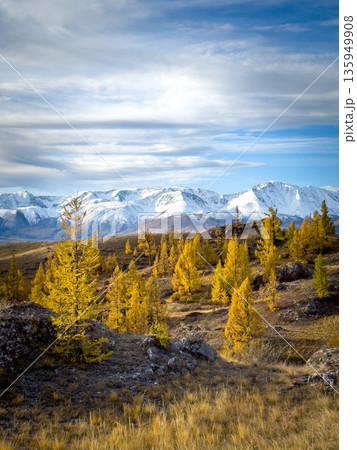 Autumn golden larch trees on Altai mountains under blue sky with snow capped peaks 135949908