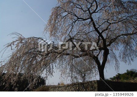 春の長野県南信州は、桜の名所が数多くあり、また野辺には名もない桜もあちこちに咲いています。 春の長野県南信州は、桜の名所が数多くあり、また野辺には名もない桜もあちこちに咲いています。 135949926