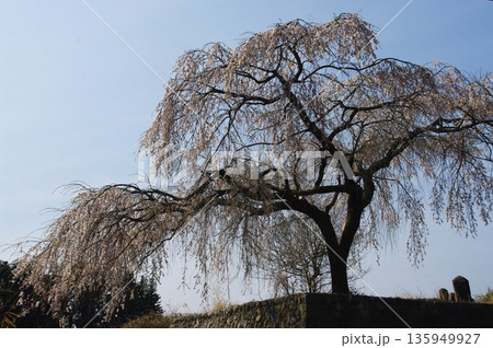 春の長野県南信州は、桜の名所が数多くあり、また野辺には名もない桜もあちこちに咲いています。 春の長野県南信州は、桜の名所が数多くあり、また野辺には名もない桜もあちこちに咲いています。 135949927