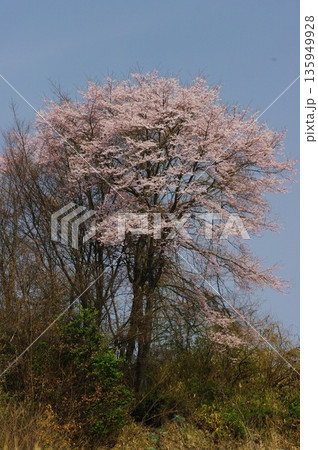 春の長野県南信州は、桜の名所が数多くあり、また野辺には名もない桜もあちこちに咲いています。 春の長野県南信州は、桜の名所が数多くあり、また野辺には名もない桜もあちこちに咲いています。 135949928