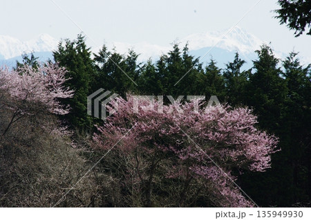 春の長野県南信州は、桜の名所が数多くあり、また野辺には名もない桜もあちこちに咲いています。 135949930