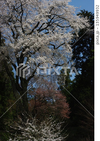 春の長野県南信州は、桜の名所が数多くあり、また野辺には名もない桜もあちこちに咲いています。 春の長野県南信州は、桜の名所が数多くあり、また野辺には名もない桜もあちこちに咲いています。 135949932