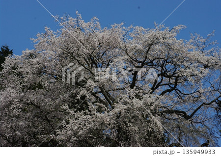 春の長野県南信州は、桜の名所が数多くあり、また野辺には名もない桜もあちこちに咲いています。 春の長野県南信州は、桜の名所が数多くあり、また野辺には名もない桜もあちこちに咲いています。 135949933