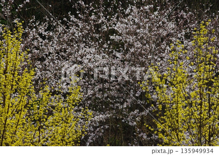 春の長野県南信州は、桜の名所が数多くあり、また野辺には名もない桜もあちこちに咲いています。 135949934