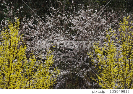 春の長野県南信州は、桜の名所が数多くあり、また野辺には名もない桜もあちこちに咲いています。 春の長野県南信州は、桜の名所が数多くあり、また野辺には名もない桜もあちこちに咲いています。 135949935