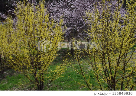 春の長野県南信州は、桜の名所が数多くあり、また野辺には名もない桜もあちこちに咲いています。 135949936
