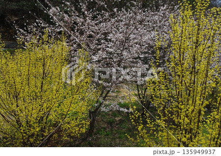 春の長野県南信州は、桜の名所が数多くあり、また野辺には名もない桜もあちこちに咲いています。 春の長野県南信州は、桜の名所が数多くあり、また野辺には名もない桜もあちこちに咲いています。 135949937