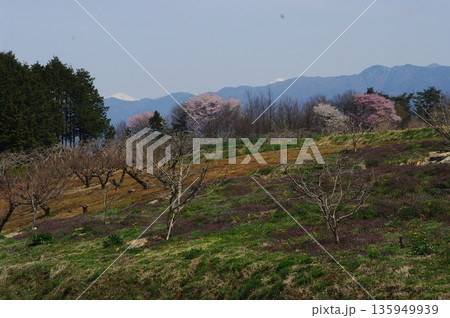 春の長野県南信州は、桜の名所が数多くあり、また野辺には名もない桜もあちこちに咲いています。 135949939