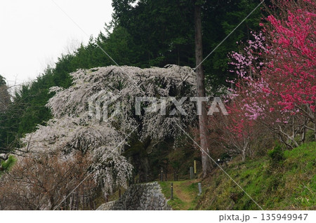 春の長野県南信州は、桜の名所が数多くあり、また野辺には名もない桜もあちこちに咲いています。 春の長野県南信州は、桜の名所が数多くあり、また野辺には名もない桜もあちこちに咲いています。 135949947