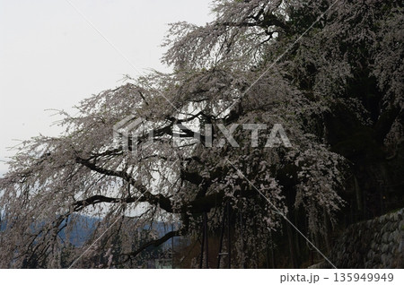 春の長野県南信州は、桜の名所が数多くあり、また野辺には名もない桜もあちこちに咲いています。 135949949