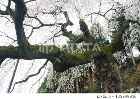 春の長野県南信州は、桜の名所が数多くあり、また野辺には名もない桜もあちこちに咲いています。 135949950