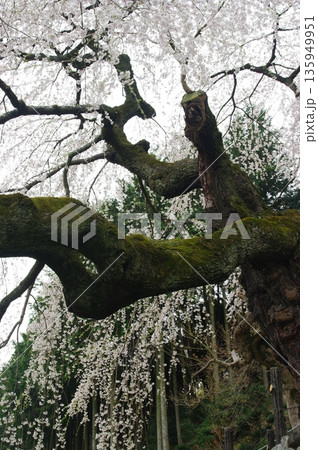 春の長野県南信州は、桜の名所が数多くあり、また野辺には名もない桜もあちこちに咲いています。 春の長野県南信州は、桜の名所が数多くあり、また野辺には名もない桜もあちこちに咲いています。 135949951