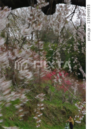 春の長野県南信州は、桜の名所が数多くあり、また野辺には名もない桜もあちこちに咲いています。 135949955