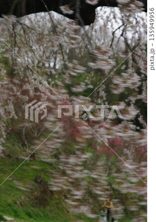 春の長野県南信州は、桜の名所が数多くあり、また野辺には名もない桜もあちこちに咲いています。 春の長野県南信州は、桜の名所が数多くあり、また野辺には名もない桜もあちこちに咲いています。 135949956